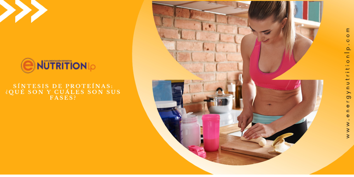 Síntesis de proteínas: ¿qué es y cuáles son las etapas?